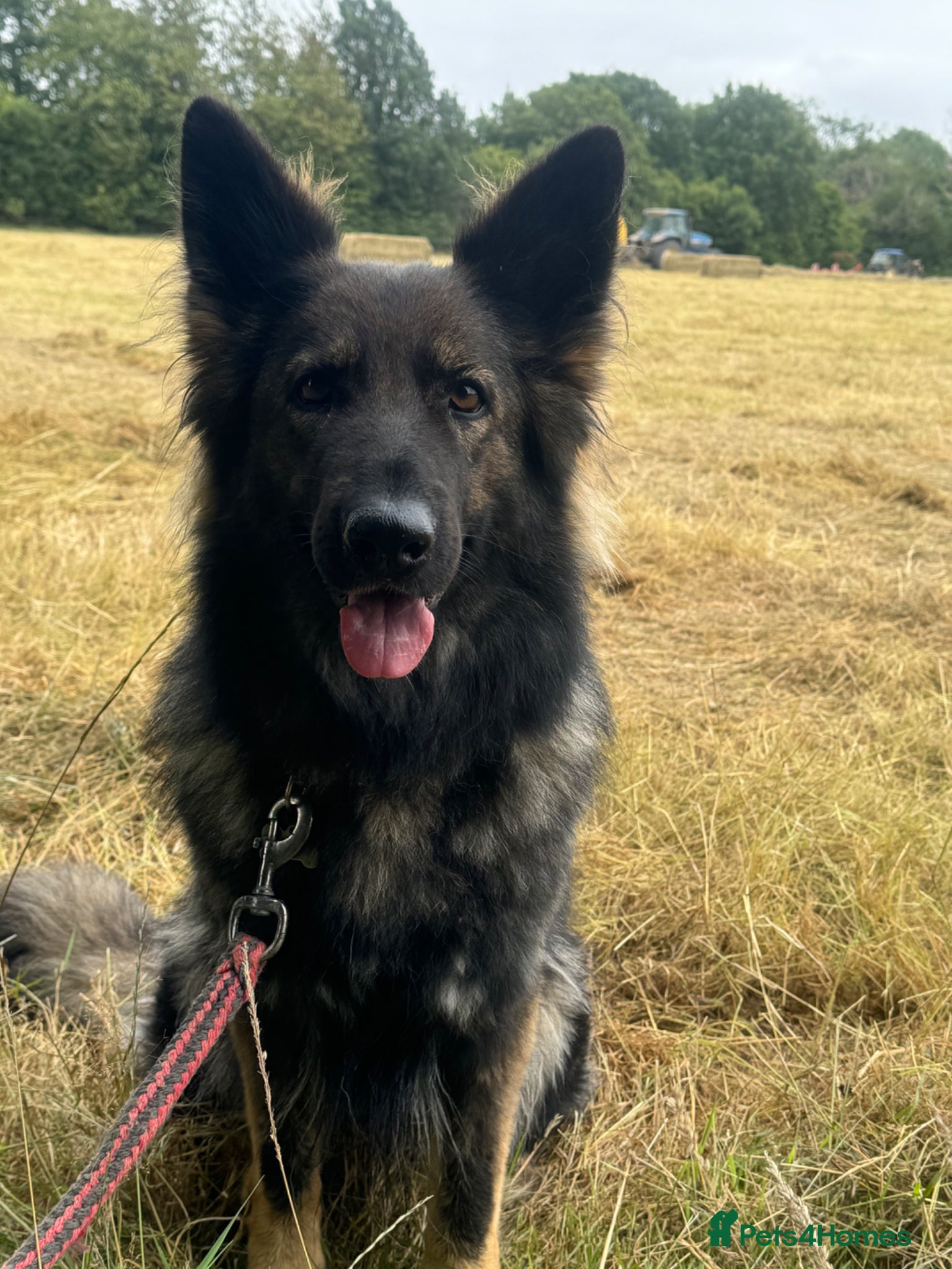 German Shepherd dogs Long haired German Shepard puppies  - Advert 2
