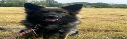 German Shepherd dogs for sale: Long haired German Shepard puppies  - Advert 1
