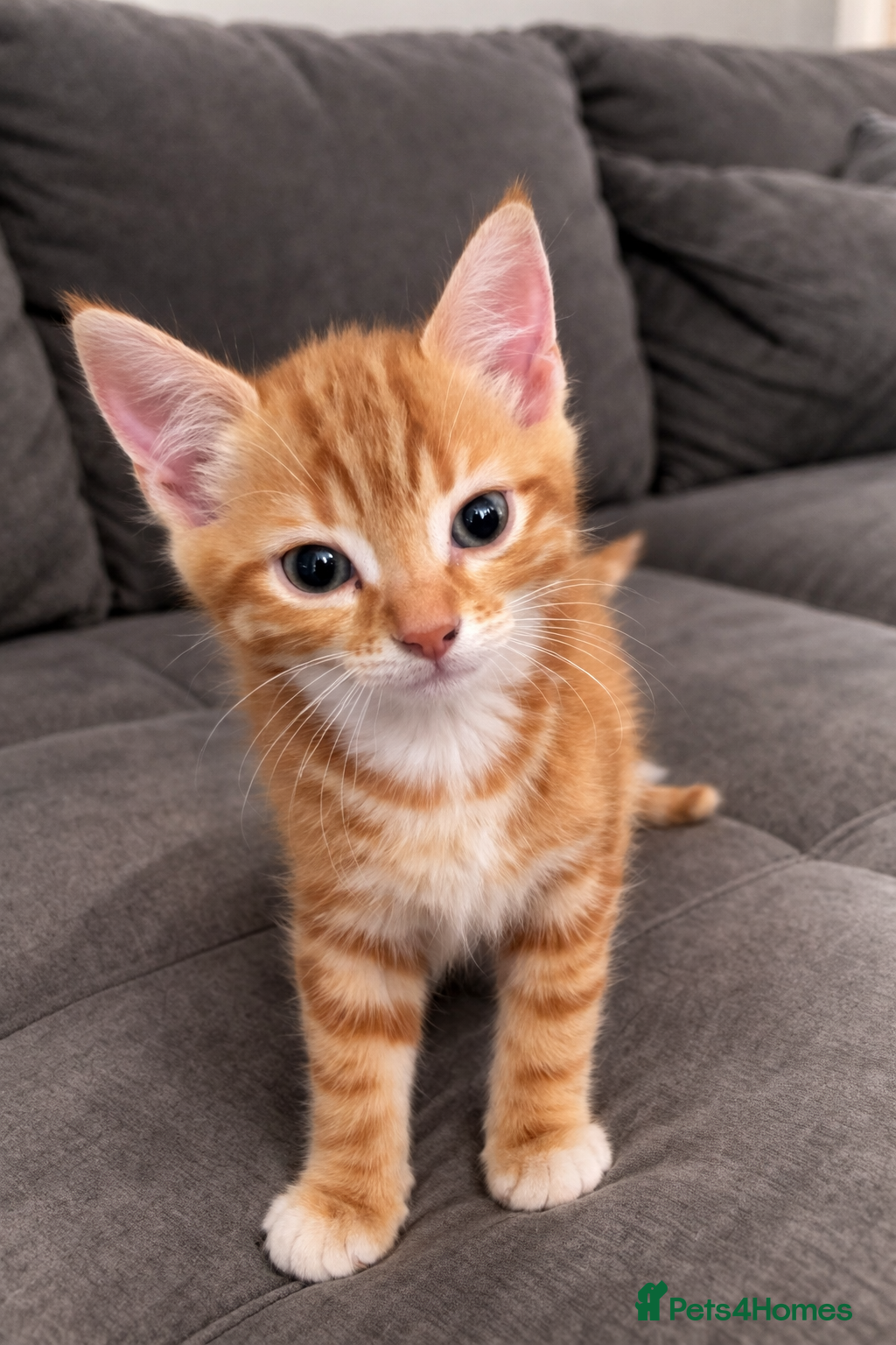 Mixed Breed cats Beautiful Bsh mixed litter now ready  - Advert 11