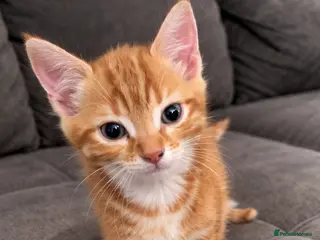 Mixed Breed cats Beautiful Bsh mixed litter now ready - Advert 11