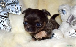 Chihuahua dogs for sale: Stunning long coat chihuahua puppies - Image 13