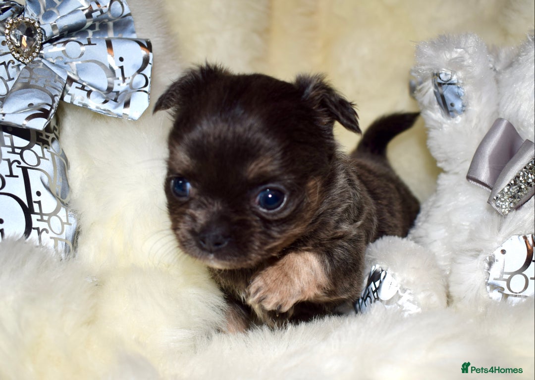 Chihuahua dogs for sale: Stunning long coat chihuahua puppies - Image 13