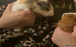 Guinea Pig rodents for sale: Two bonded male guinea pigs for sale - Image 2