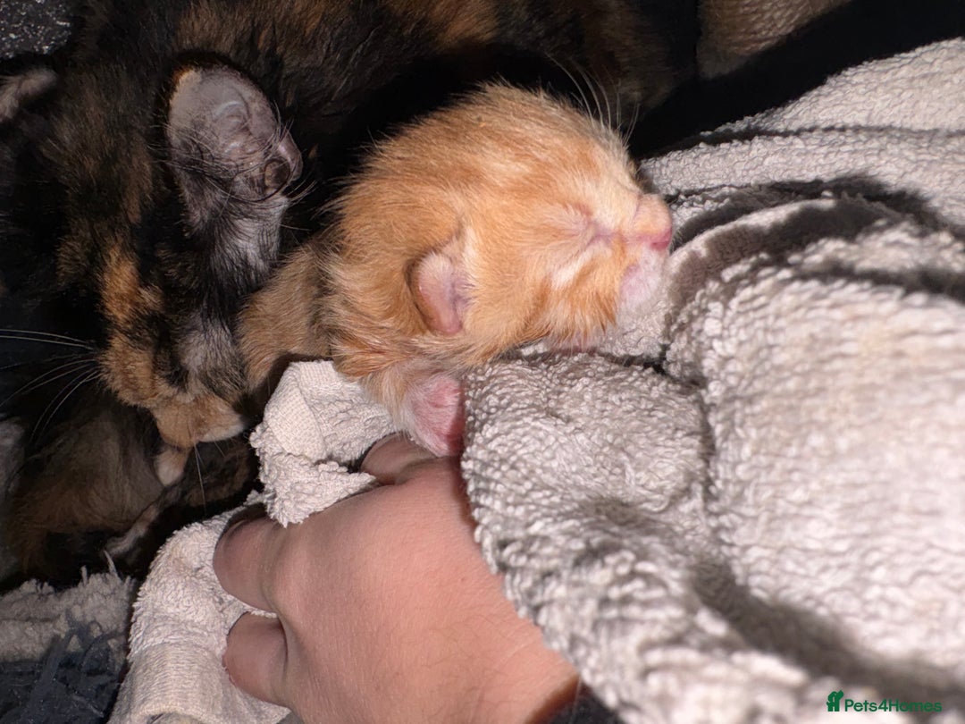 Mixed Breed cats for sale: Baby Kittens! 🐱  - Image 7