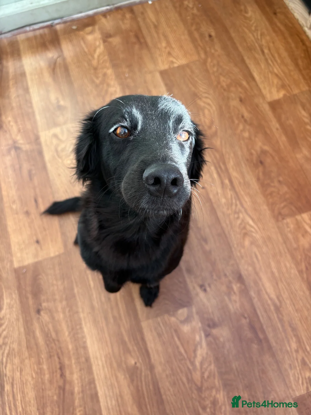 Mixed Breed dogs for sale: Cocker spaniel x Border Kelpie Puppies - Advert 2