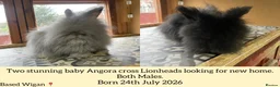 Netherland Dwarf rabbits for sale: ⭐️ Baby Angora x Lionheads looking for new home ⭐️ - Advert 1