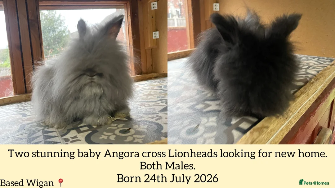 Netherland Dwarf rabbits for sale: ⭐️ Baby Angora x Lionheads looking for new home ⭐️ - Advert 1