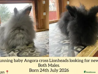 Netherland Dwarf rabbits ⭐️ Baby Angora x Lionheads looking for new home ⭐️ - Advert 1