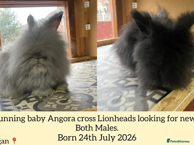 Netherland Dwarf rabbits ⭐️ Baby Angora x Lionheads looking for new home ⭐️ - Advert 1