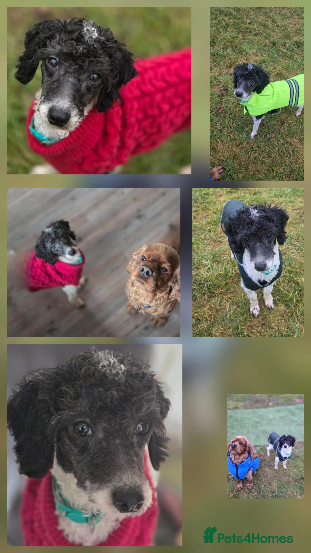 Miniature Poodle dogs for adoption: Little Chico - looking for his perfect match - Advert 2