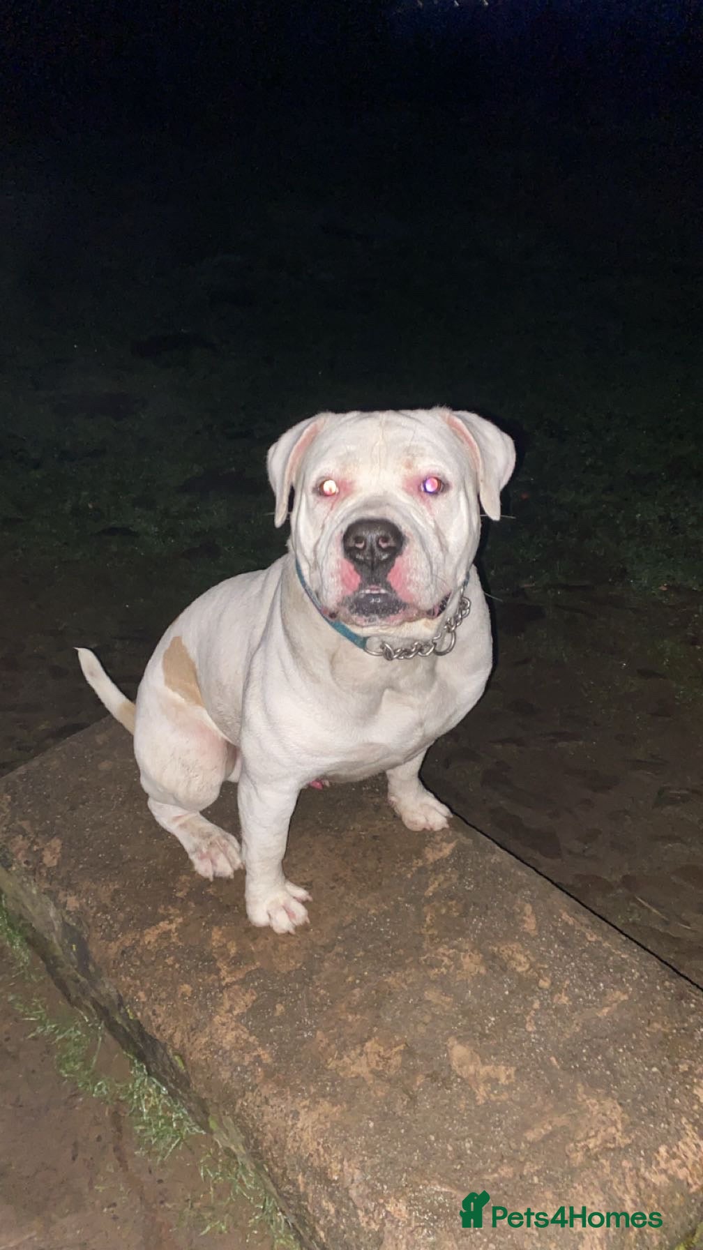 American Bully dogs Stud American bully - Advert 1