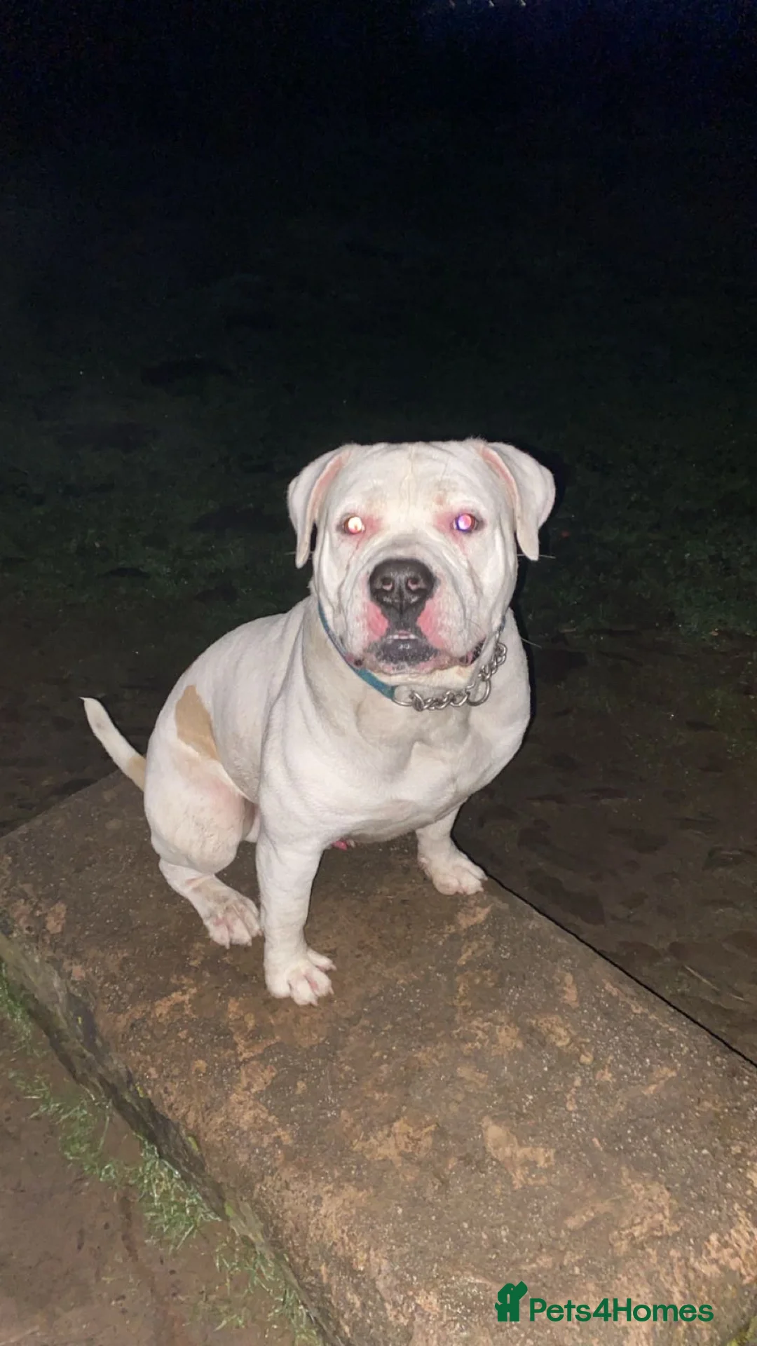 American Bully dogs for stud: Stud American bully - Advert 1