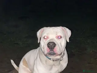 American Bully dogs Stud American bully - Advert 2