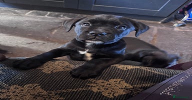 Mixed Breed dogs - Advert 1