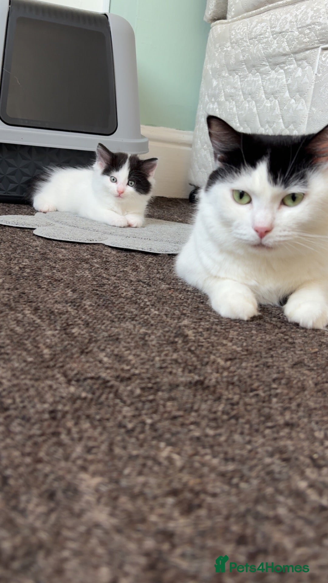 Turkish Van cats Beautiful oreo needing new home  - Advert 1