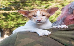 Oriental cats for sale:  GCCF Oriental Kittens For Sale - Image 4