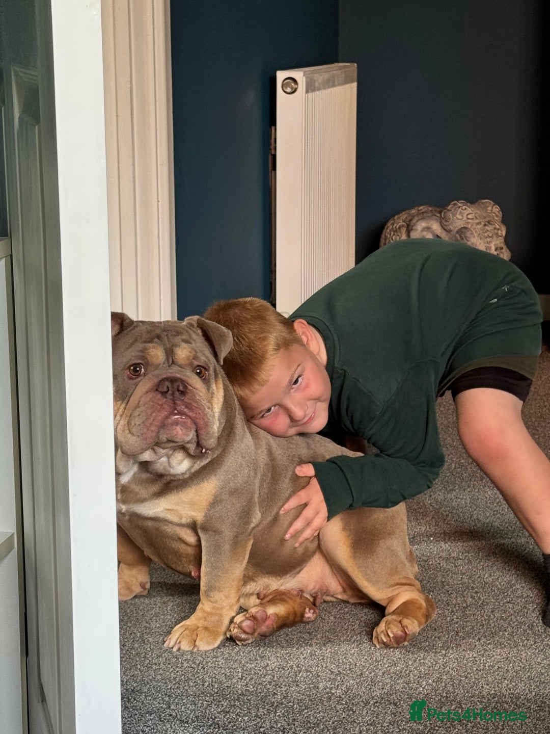 English Bulldog dogs for sale: Beautiful female pedigree bulldog  - Image 8