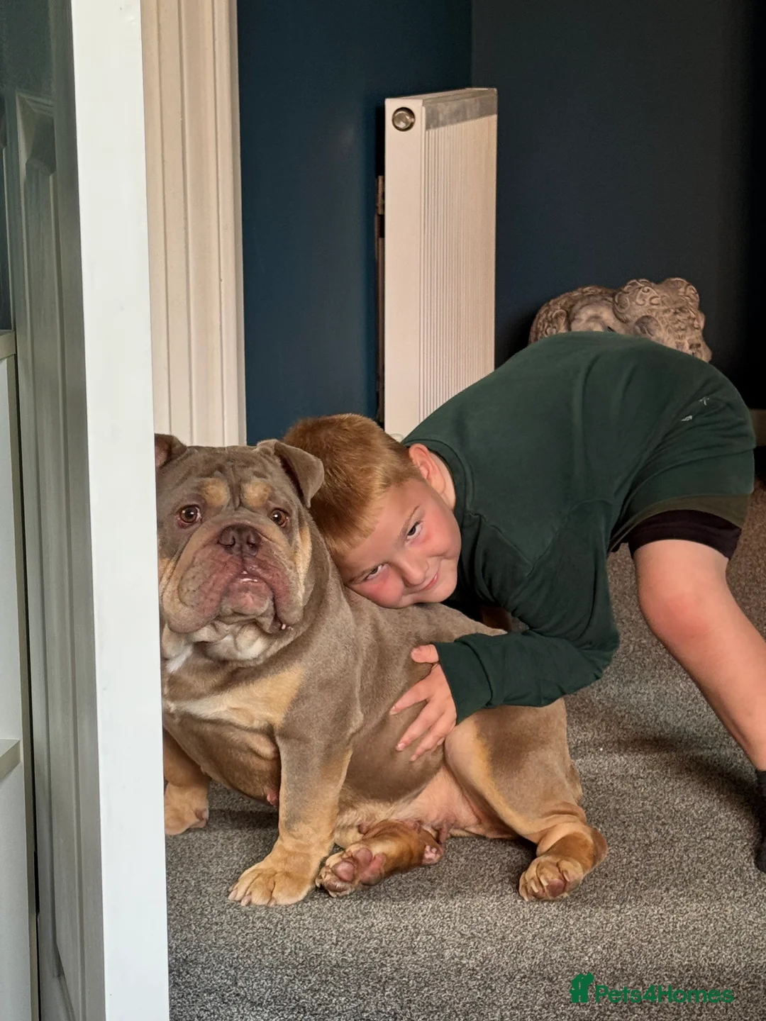 English Bulldog dogs for sale: Beautiful female pedigree bulldog  - Advert 8