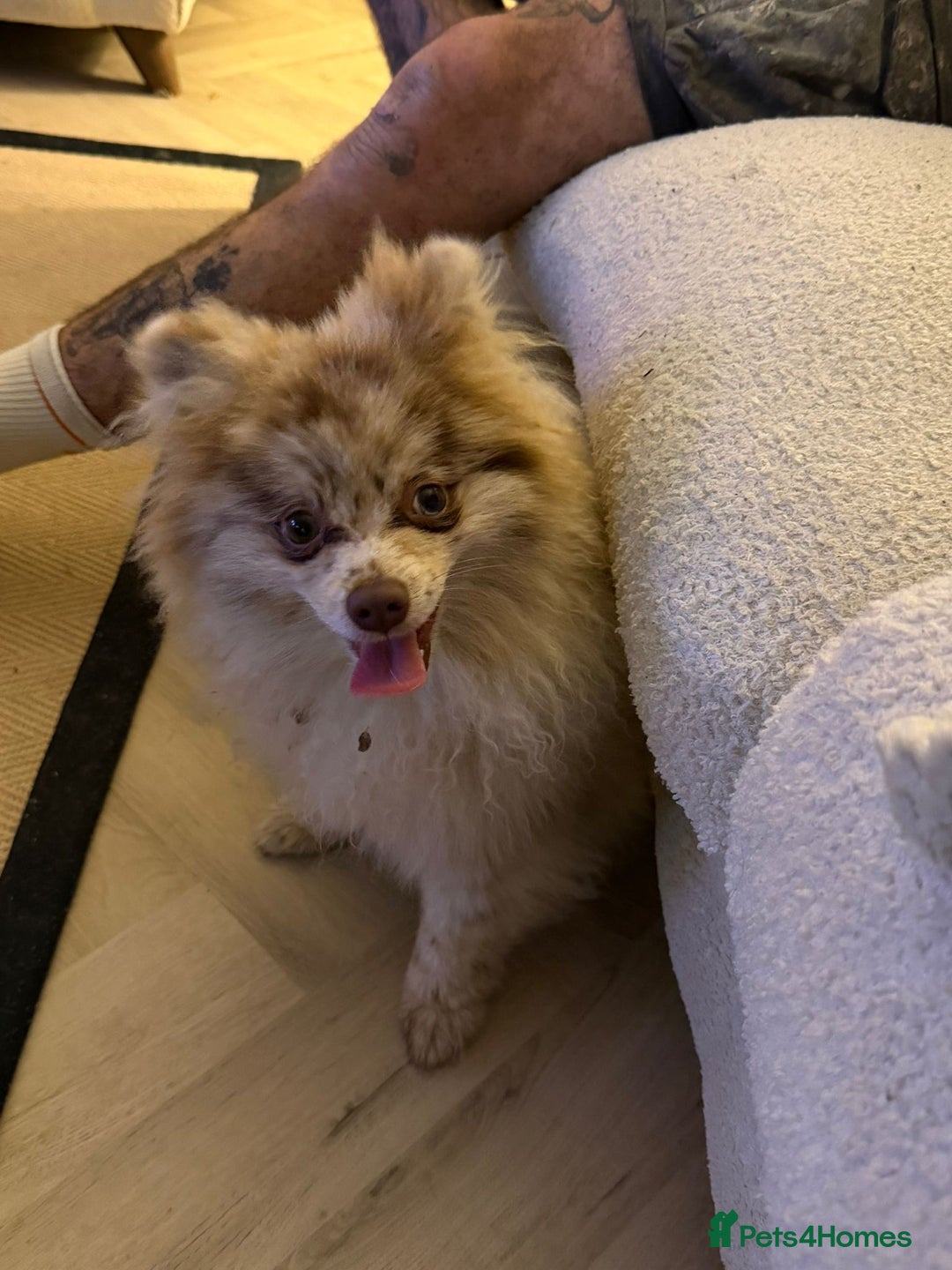 Pomeranian dogs for sale: Pomeranian boy ziggi - Advert 2