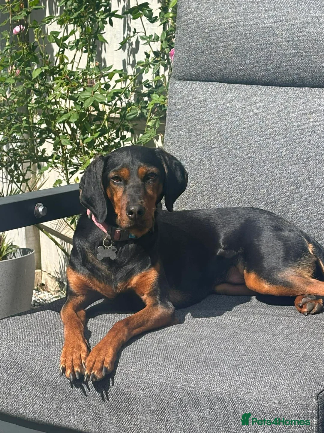 Mixed Breed dogs for adoption: Rada needs a new forever home in Woking - Advert 12