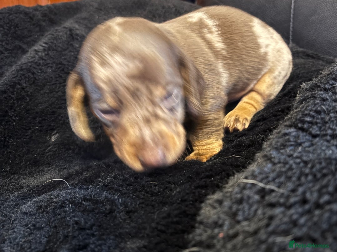 Miniature Dachshund dogs for sale: Stunning little boys - Image 5