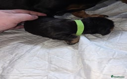 Miniature Dachshund dogs for sale: Miniature dacshund pups for sale - Image 10