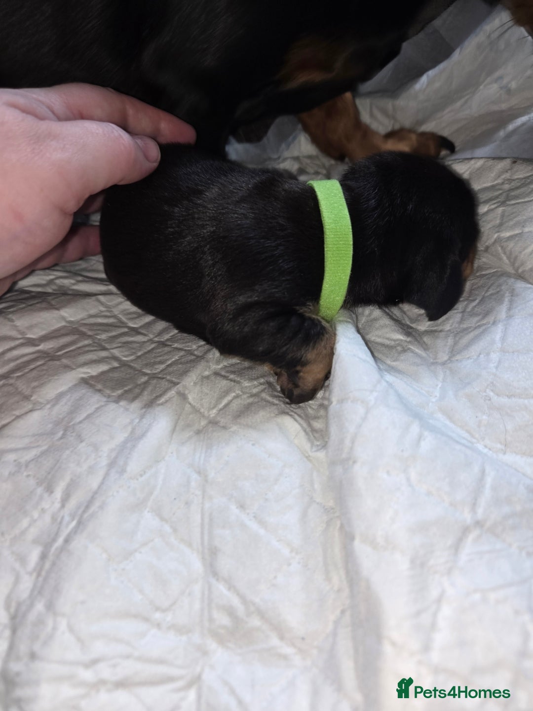 Miniature Dachshund dogs for sale: Miniature dacshund pups for sale - Image 10