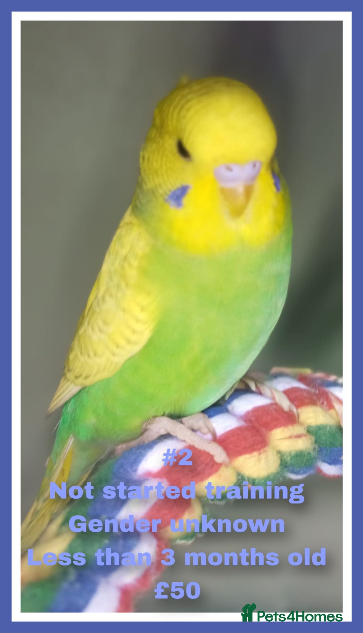 Budgerigars birds Pet baby budgies priced between £50-£70 - Advert 2