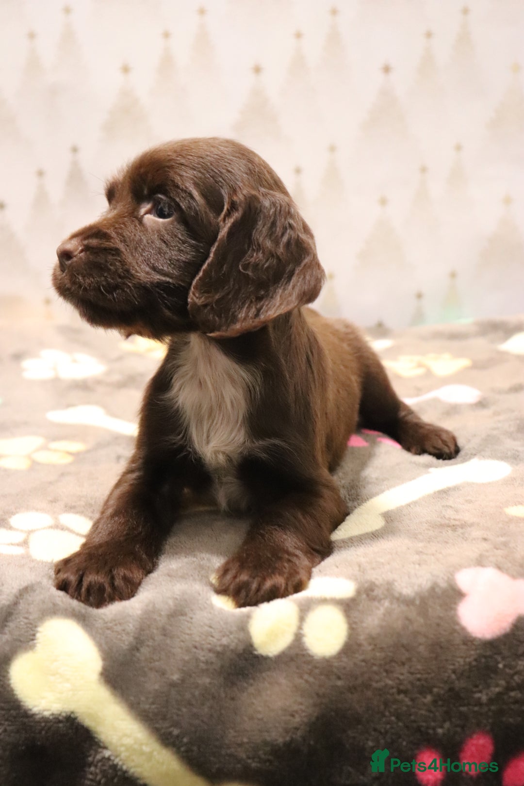 Cocker Spaniel dogs for sale: Fully Health Tested Cocker Spaniel Puppies  - Advert 26