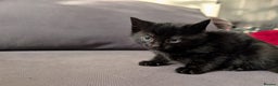 Domestic Shorthair cats for sale: Adorable domestic shorthair kittens, ready to go - Advert 14
