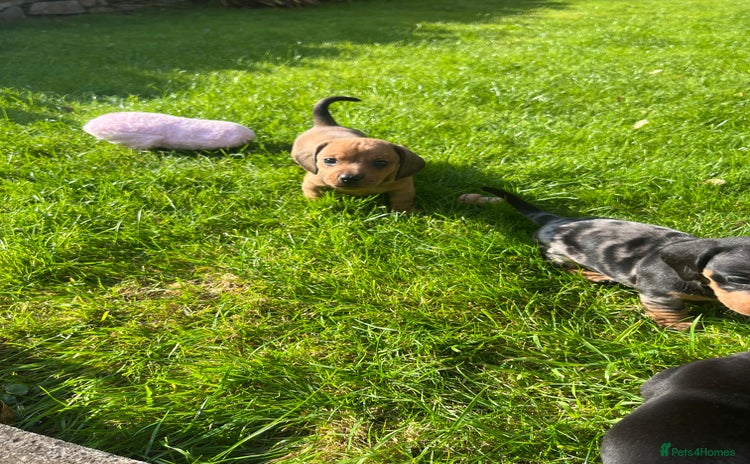Dachshund dogs - Advert 12