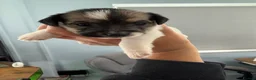Mixed Breed dogs for sale: Jack Russell Puppies  in Ascot - Advert 7