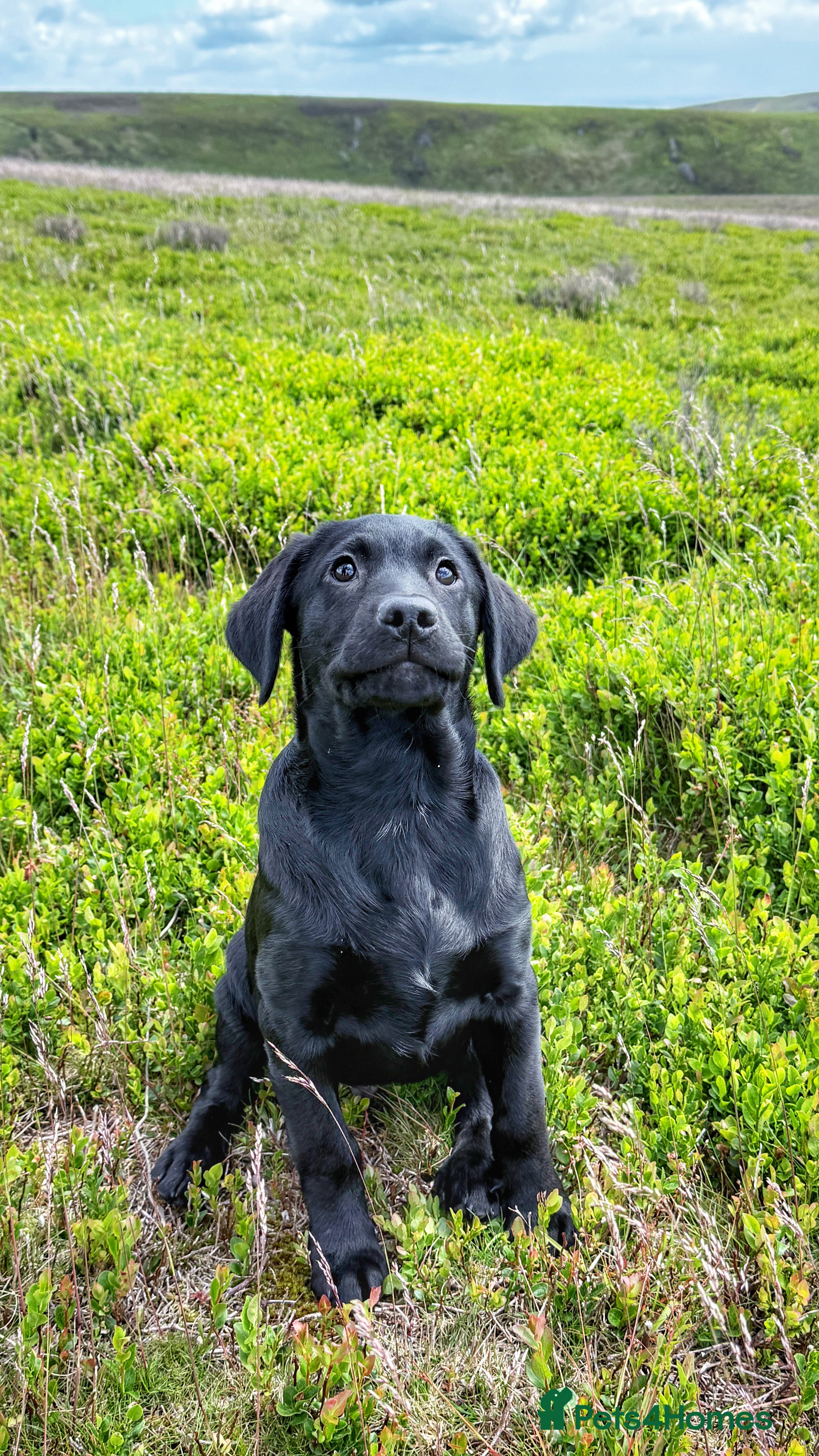 Labrador Retriever dogs Exceptional KC Reg Labrador Puppies For Sale! - Advert 2