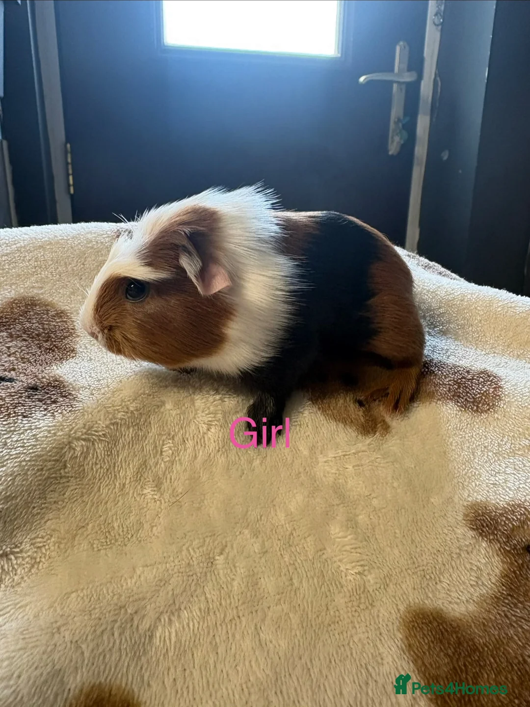 Guinea Pig rodents for sale: Baby Guinea Pigs looking for amazing forever homes - Advert 18