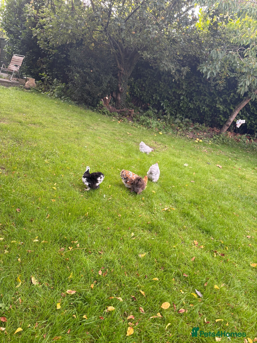 Chickens poultry for sale: Two Friendly Pekin Bantam Boys Looking for a home - Advert 7