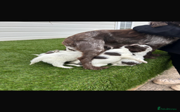 Cocker Spaniel dogs for sale: Cocker spaniel puppies 6girls 1boy ready now - Image 11