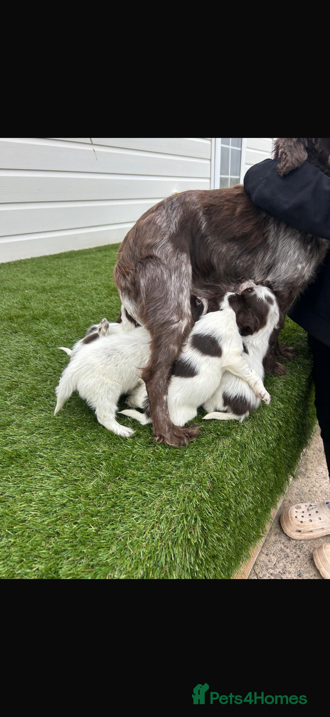 Cocker Spaniel dogs for sale: Cocker spaniel puppies 6girls 1boy ready now - Image 11