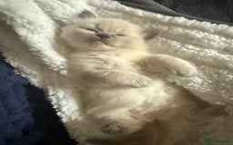 Ragdoll cats for sale: Ragdoll kittens for sale  - Image 6