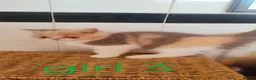 Exotic cats for sale: Beautiful Exotic shorthair kittens  - Advert 16