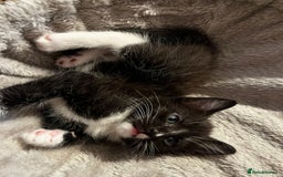 British Shorthair cats for sale: 5 male kittens - Image 3