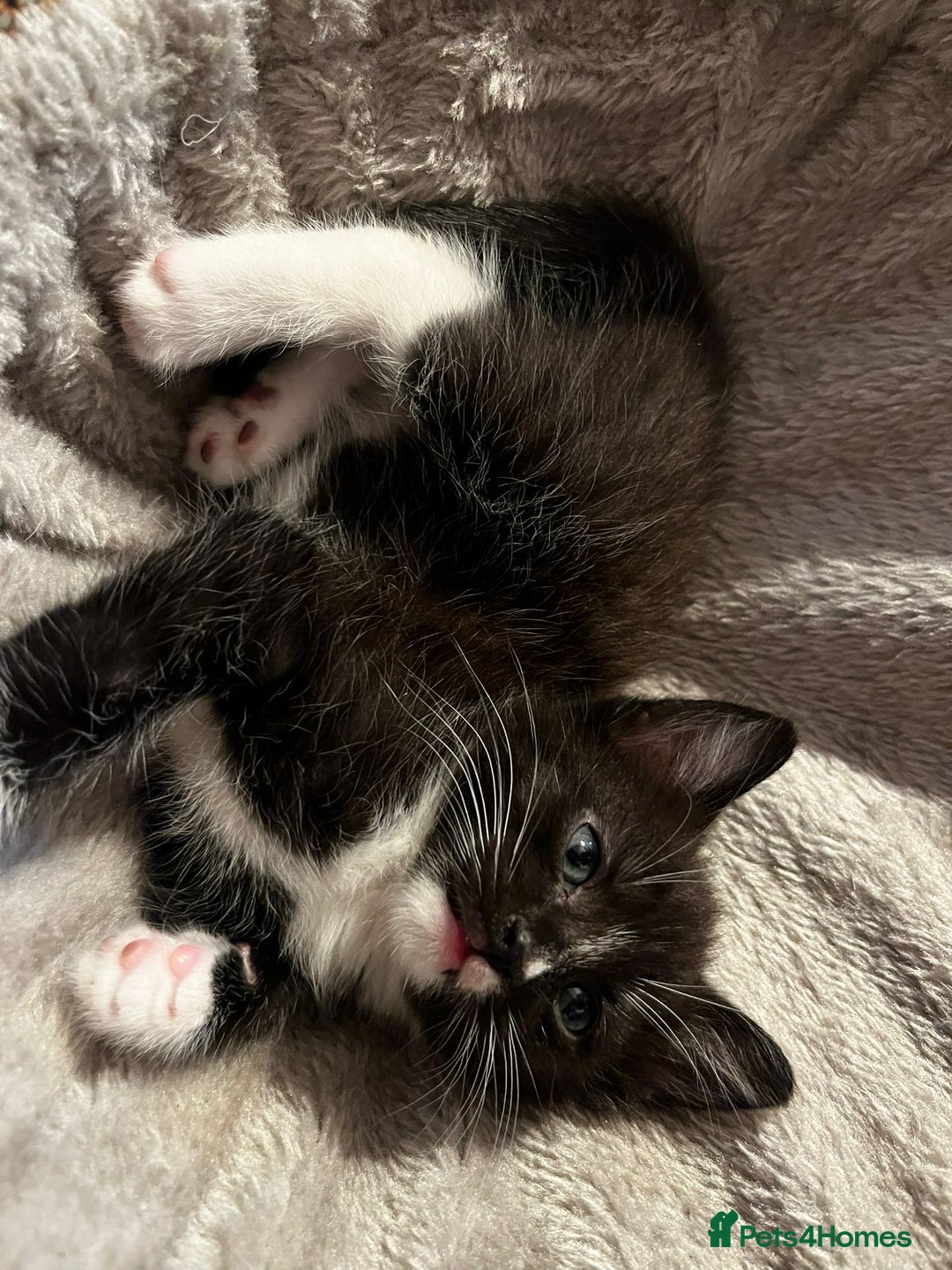 British Shorthair cats for sale: 5 male kittens - Image 3