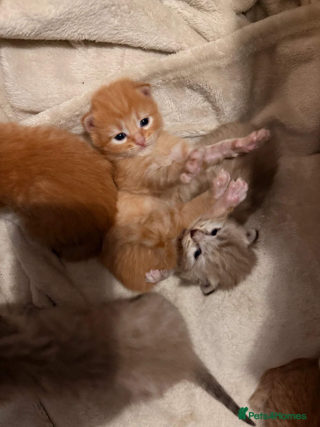 Mixed Breed cats for sale: Beautiful Ginger tabby kittens  - Advert 7