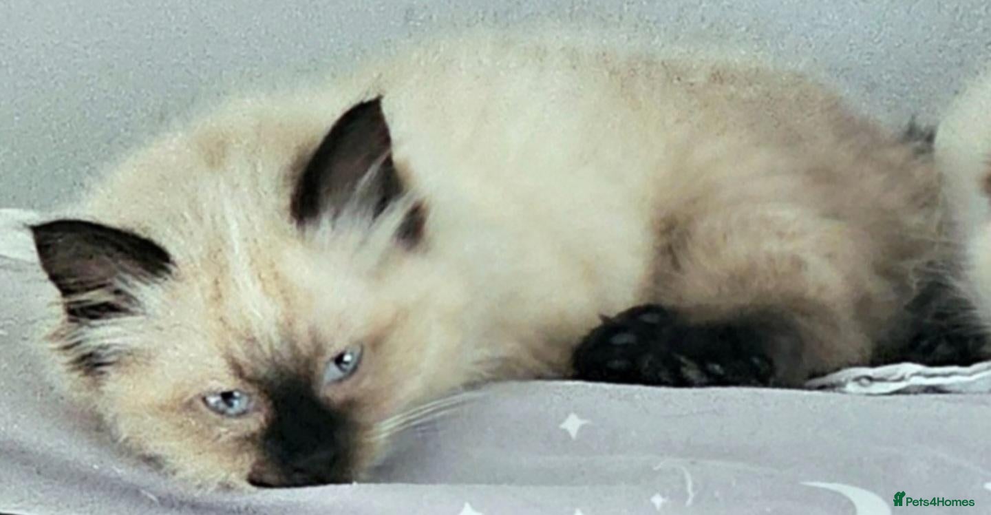 Ragdoll cats Due to timewasters 1 kitten available. . - Advert 3