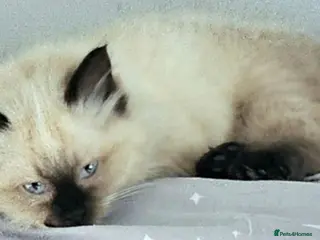 Ragdoll cats Due to timewasters 1 kitten available. . - Advert 3