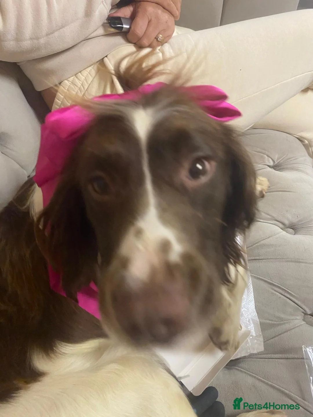 Cocker Spaniel dogs for sale: Cocker spaniel - Advert 5