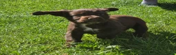 Cocker Spaniel dogs for sale: Cocker Spaniel Puppies in Launceston - Advert 9