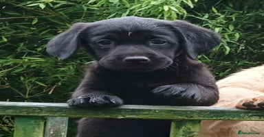 Goldador dogs - Advert 5