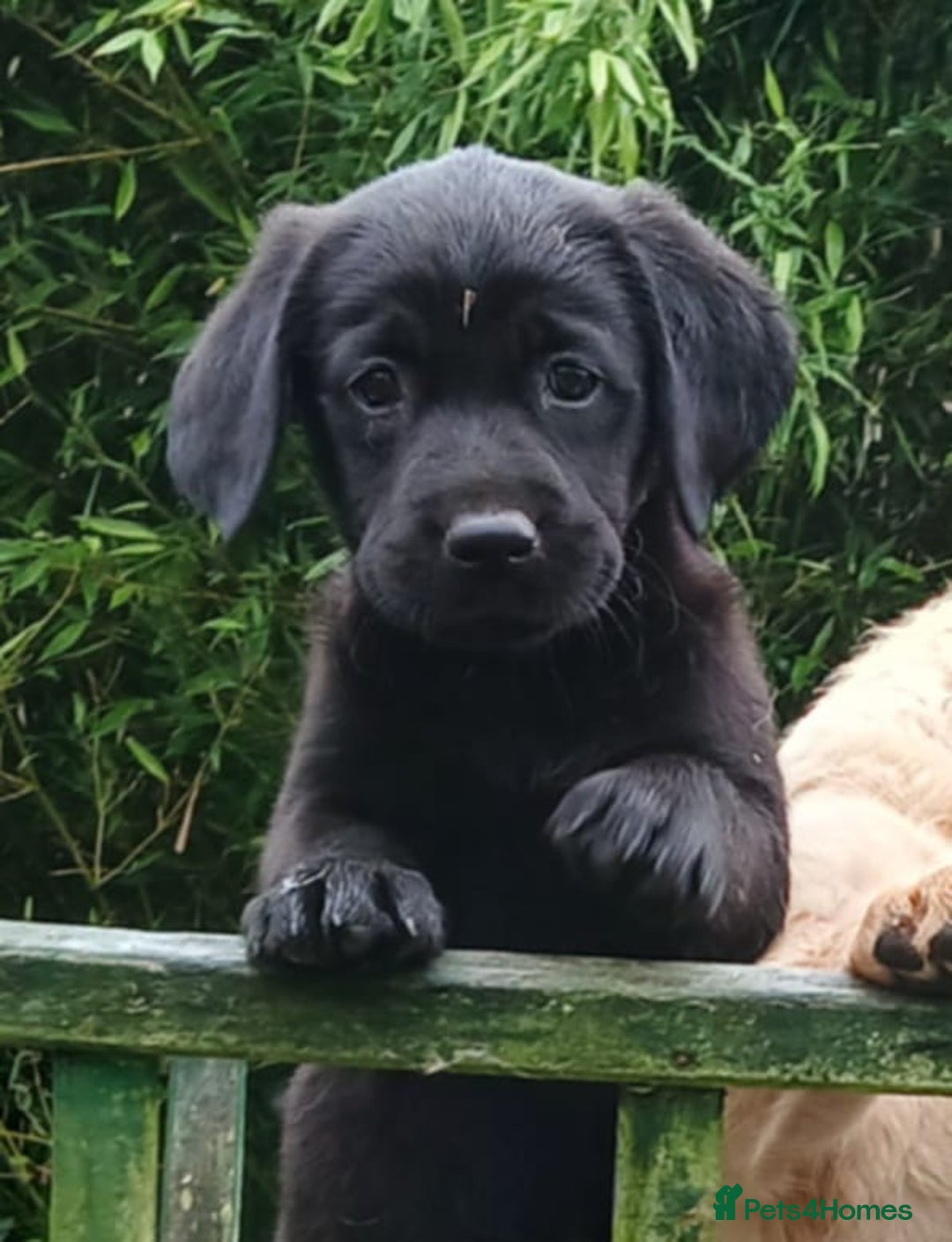 Goldador dogs for sale: Goldador Puppies  - Image 2