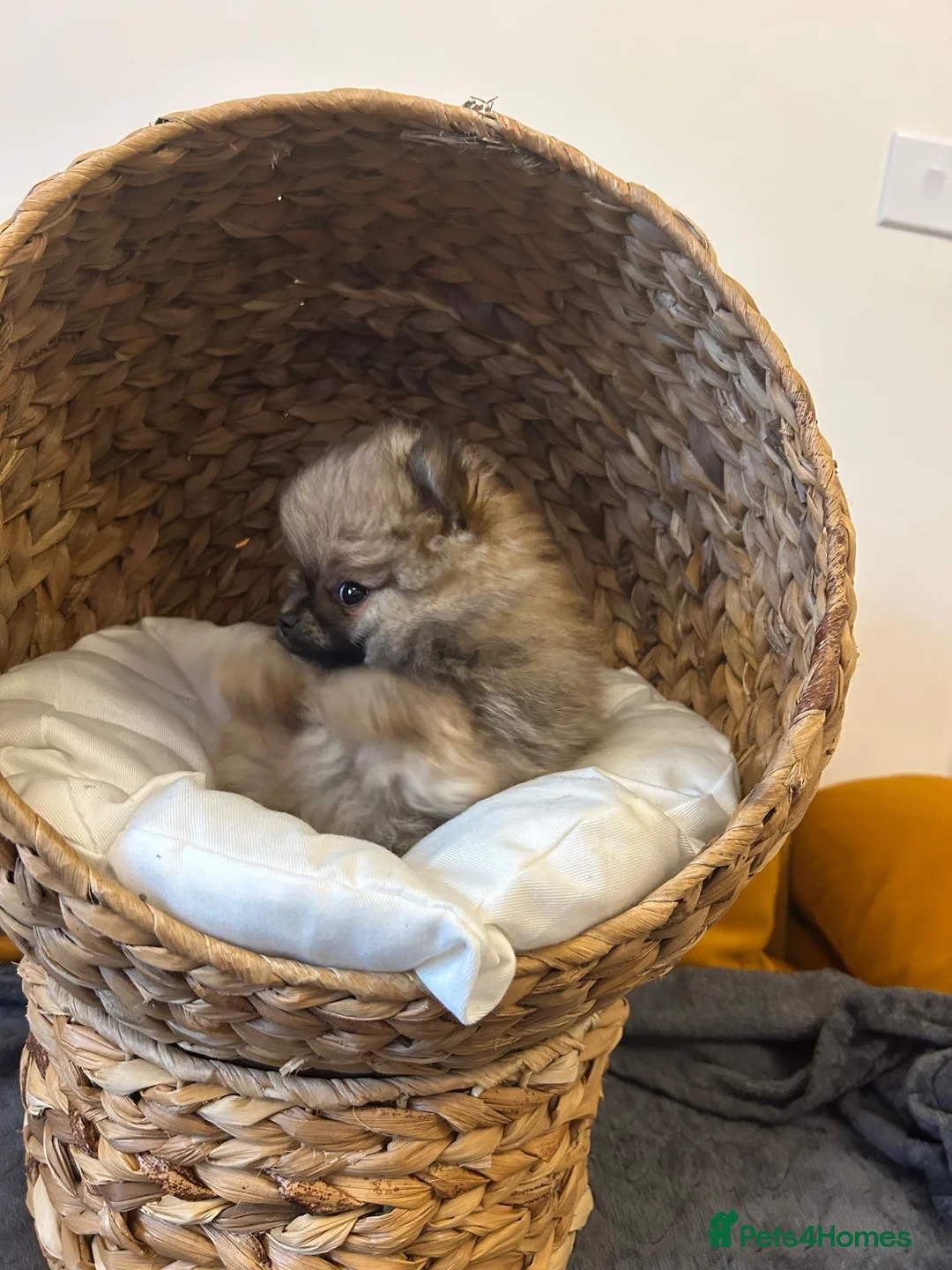 Pomeranian dogs for sale: 2 Show quality Kc reg Pomeranians girls - Advert 40