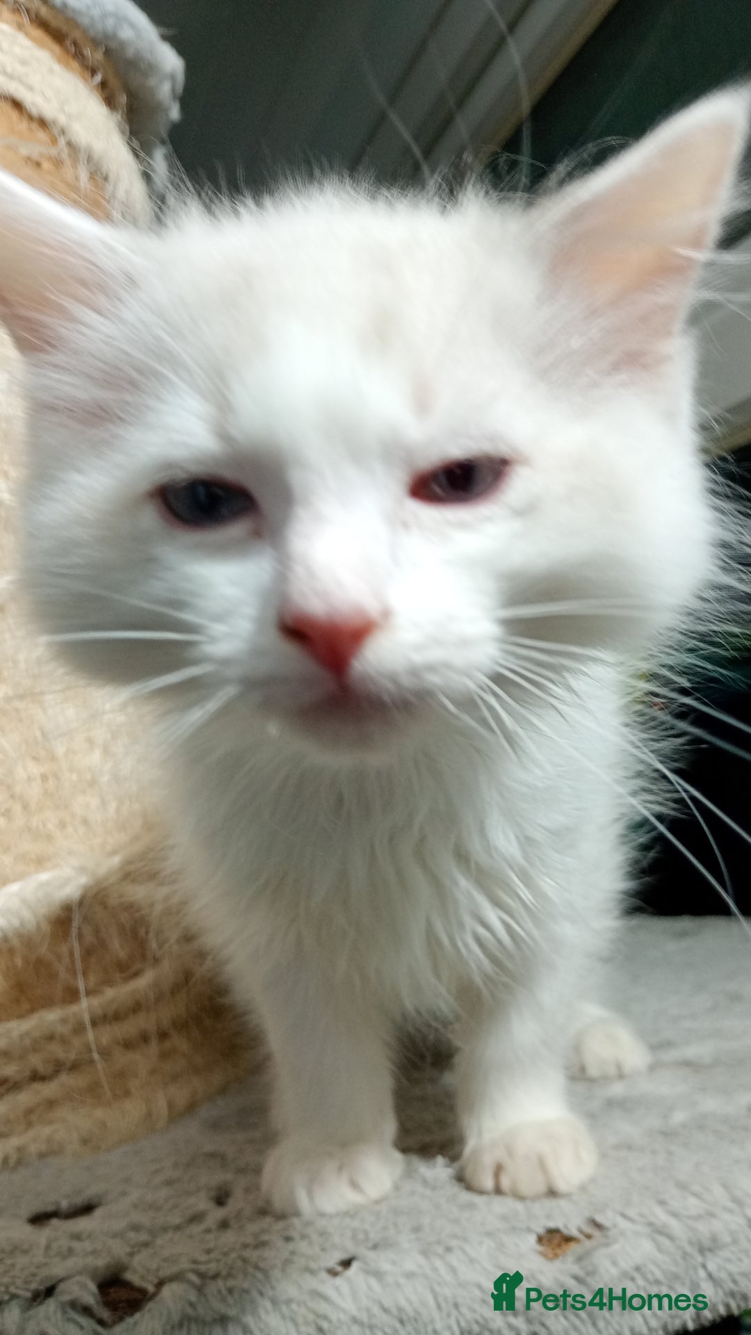 Ragdoll cats for sale: Beautiful full ragdoll kittens £695 - Advert 13